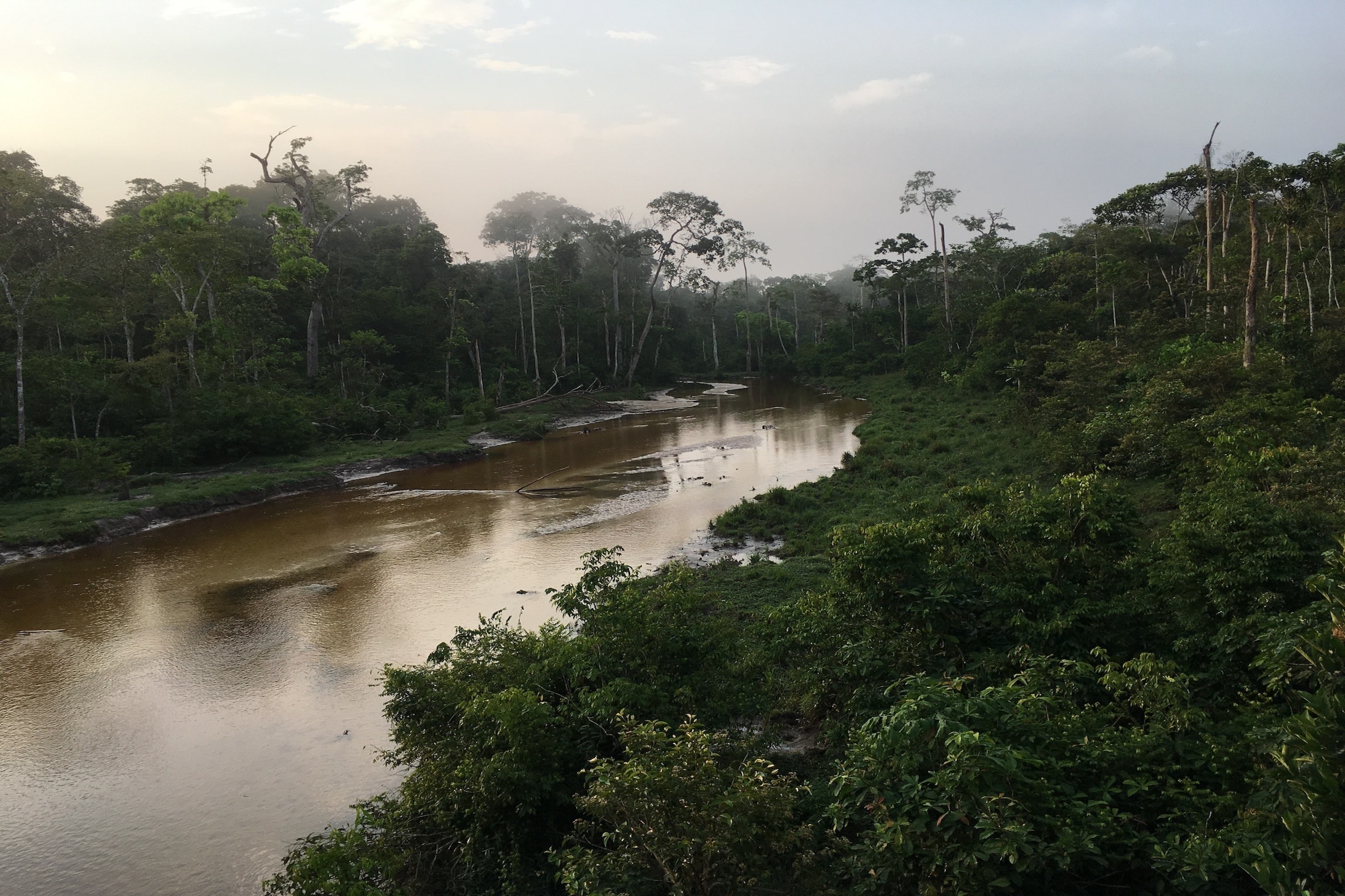 Bissoloko Clearing in Congo Brazzaville. credit - Mariah Wilson