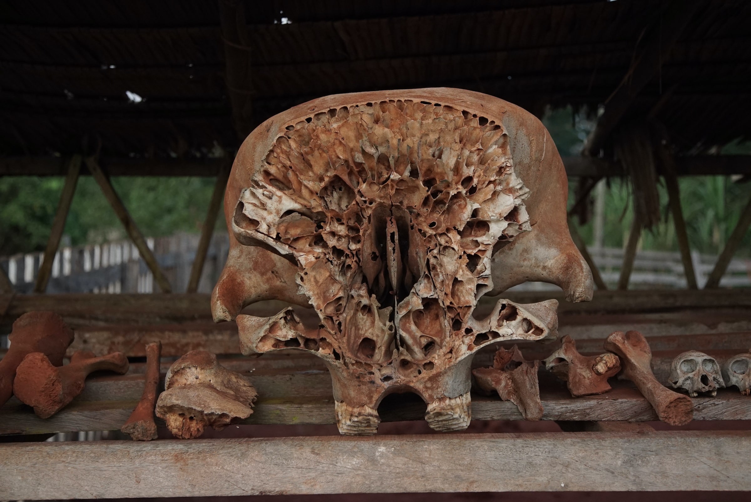 Dead elephant skull and animal bones, credit Zebediah Smith